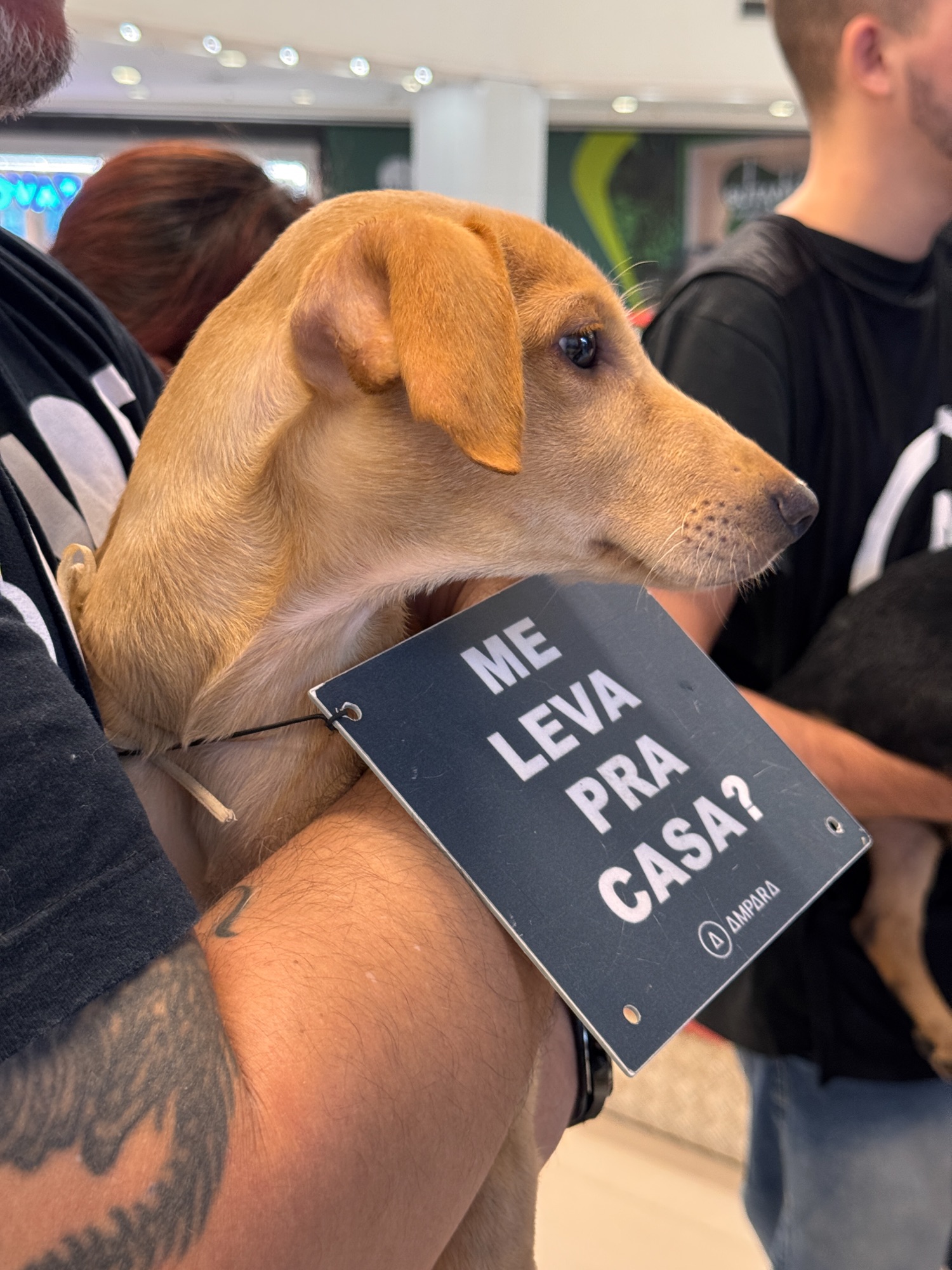 Adoção responsável movimenta ação com pets resgatados na Galeria Sam’s Club Fortaleza