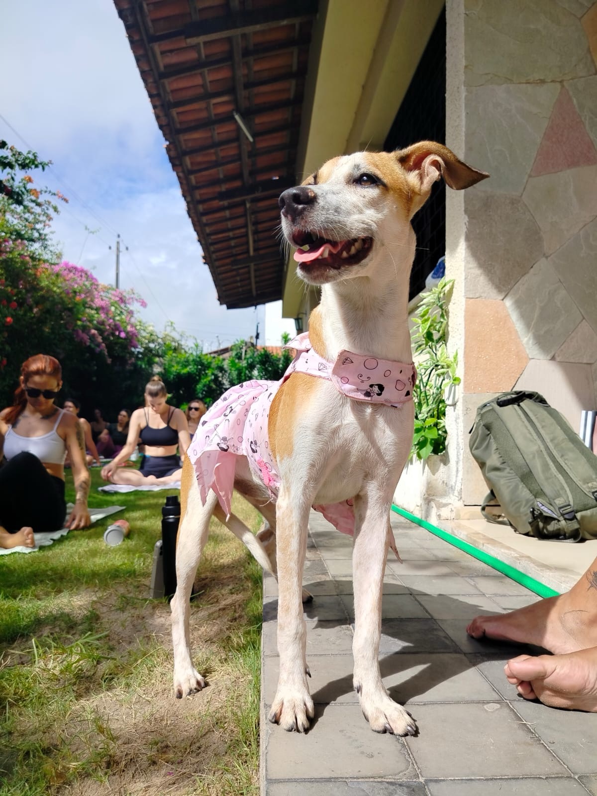 Evento gratuito estimula adoção responsável de cães e gatos em Fortaleza