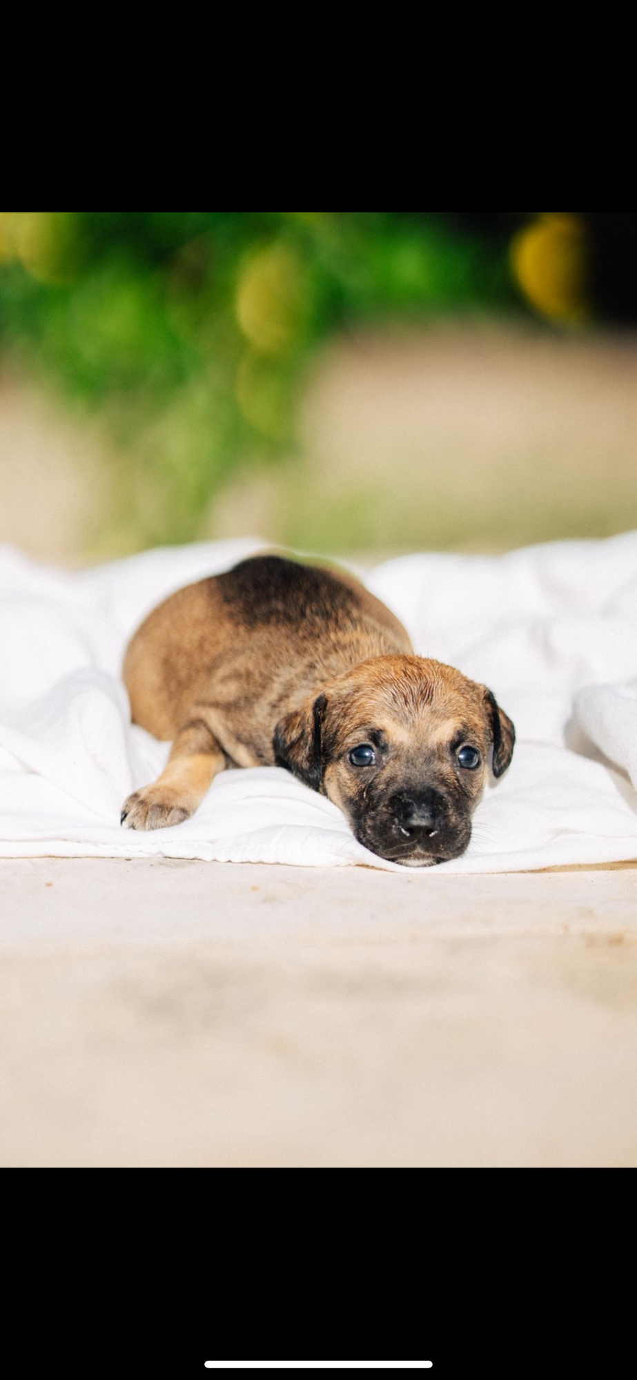 North Shopping Jóquei promove evento de adoção pet neste sábado (23)