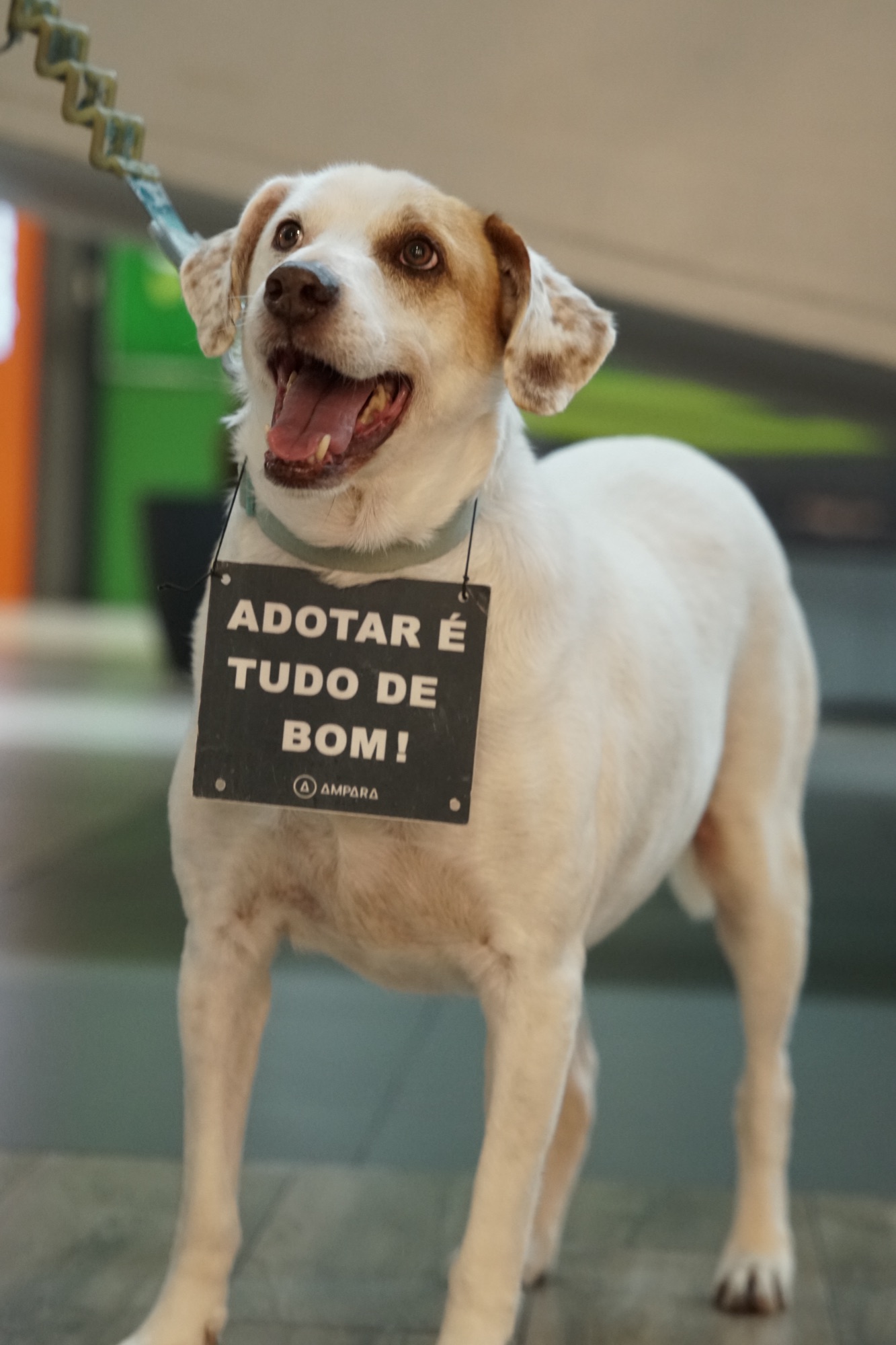 Cães e gatos buscam novas famílias em evento de adoção em Fortaleza