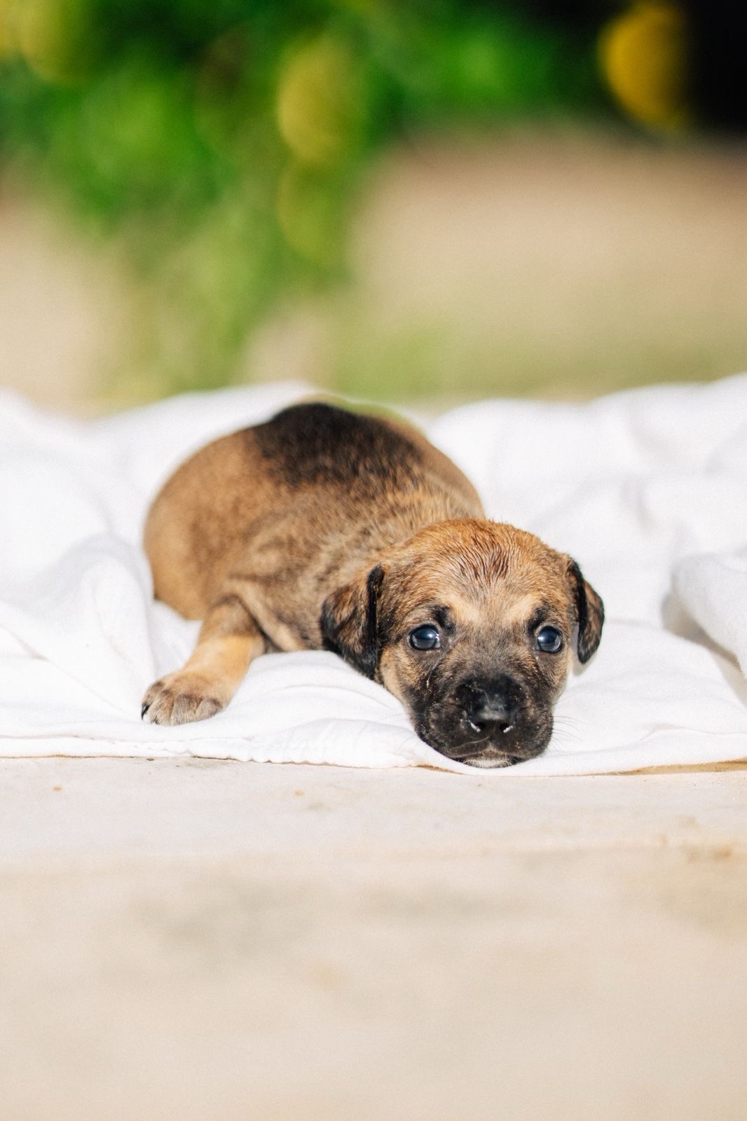 North Shopping Jóquei promove evento de adoção pet neste sábado (20)