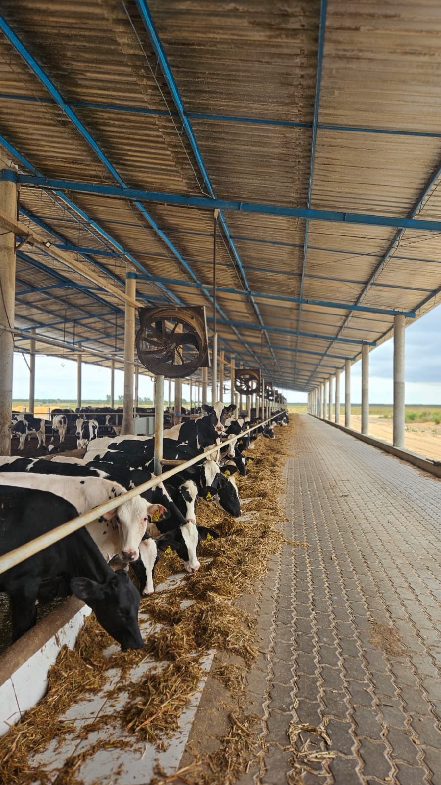 O papel estratégico do médico veterinário no sucesso do agronegócio