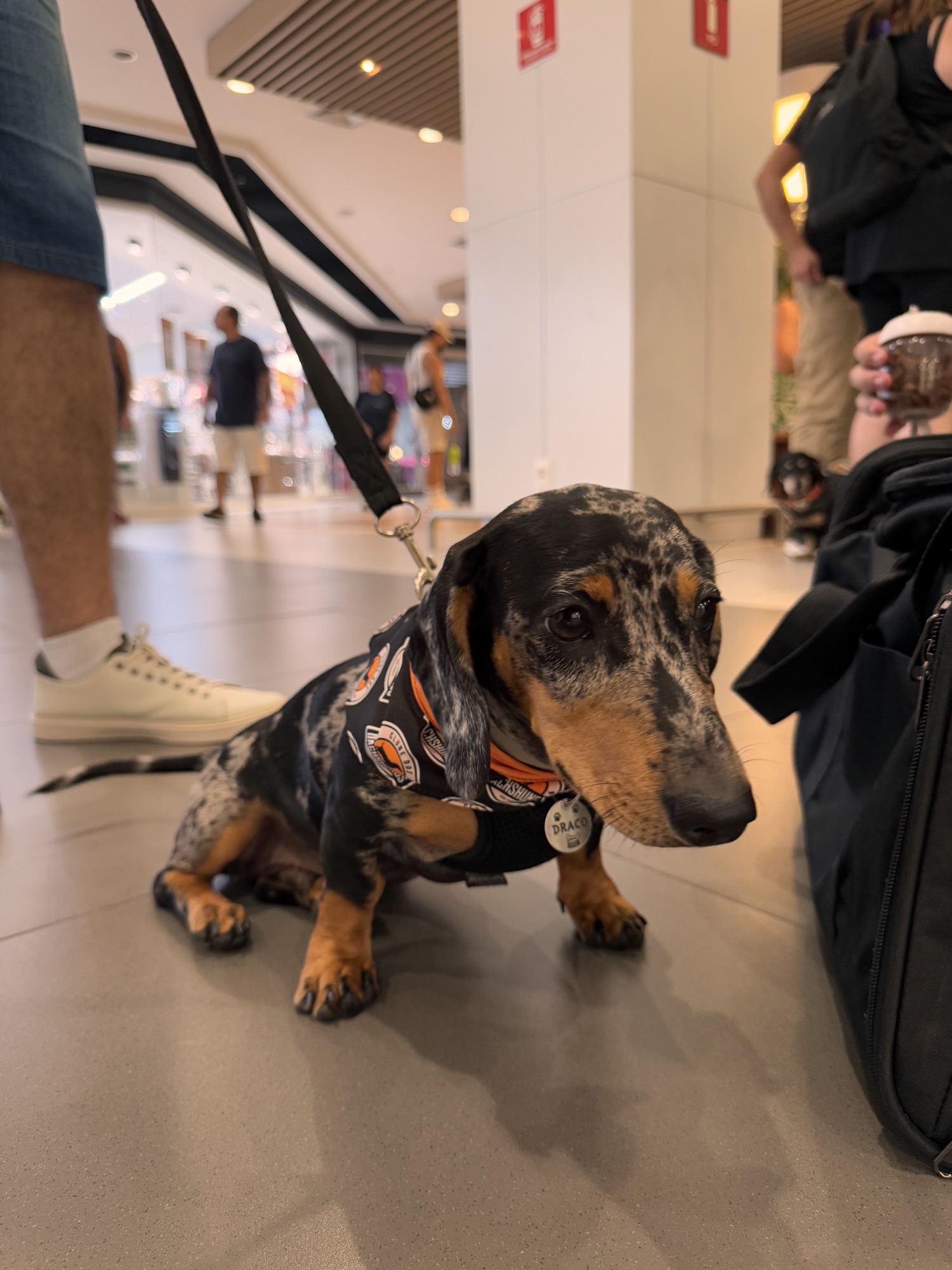 Pets resgatados pela ONG Pata Amada participam de evento de adoção no Sam´s Club Fortaleza