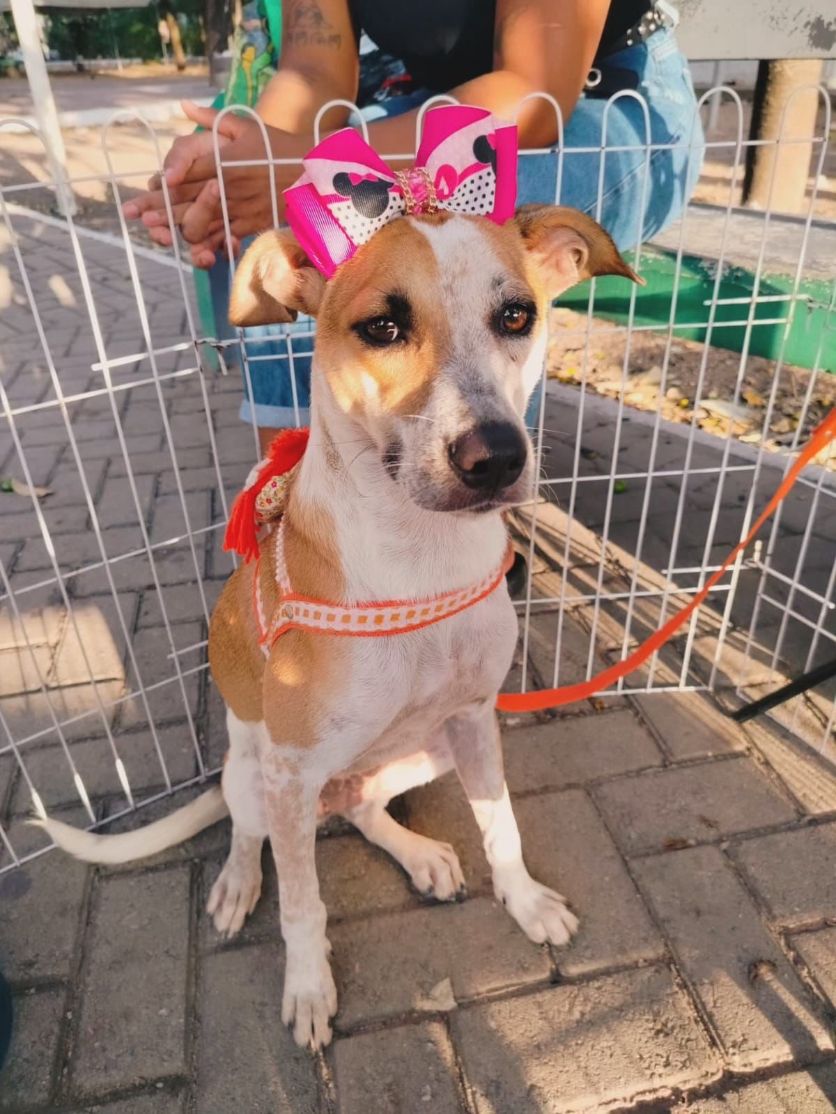 Evento incentiva adoção responsável e dá nova chance a pets abandonados em Fortaleza