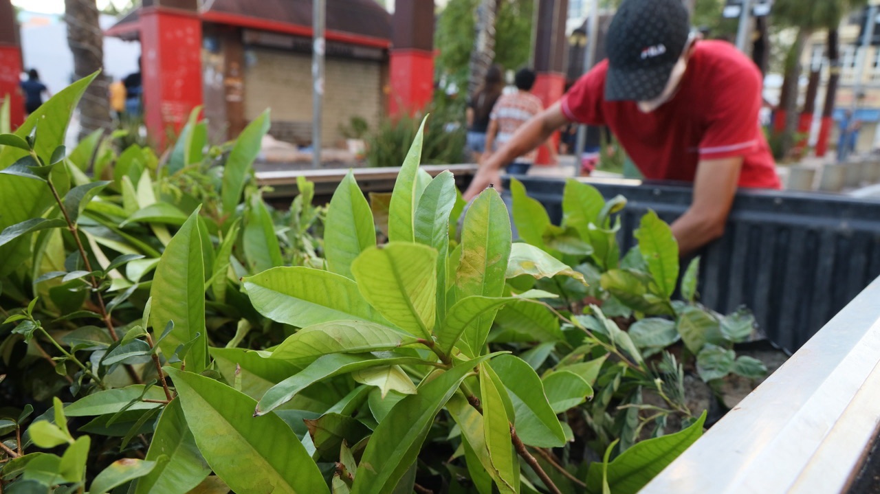 Campanha pelo Verde: Ceará Natal de Luz 2025 vai distribuir 150 mil mudas ornamentais e frutíferas