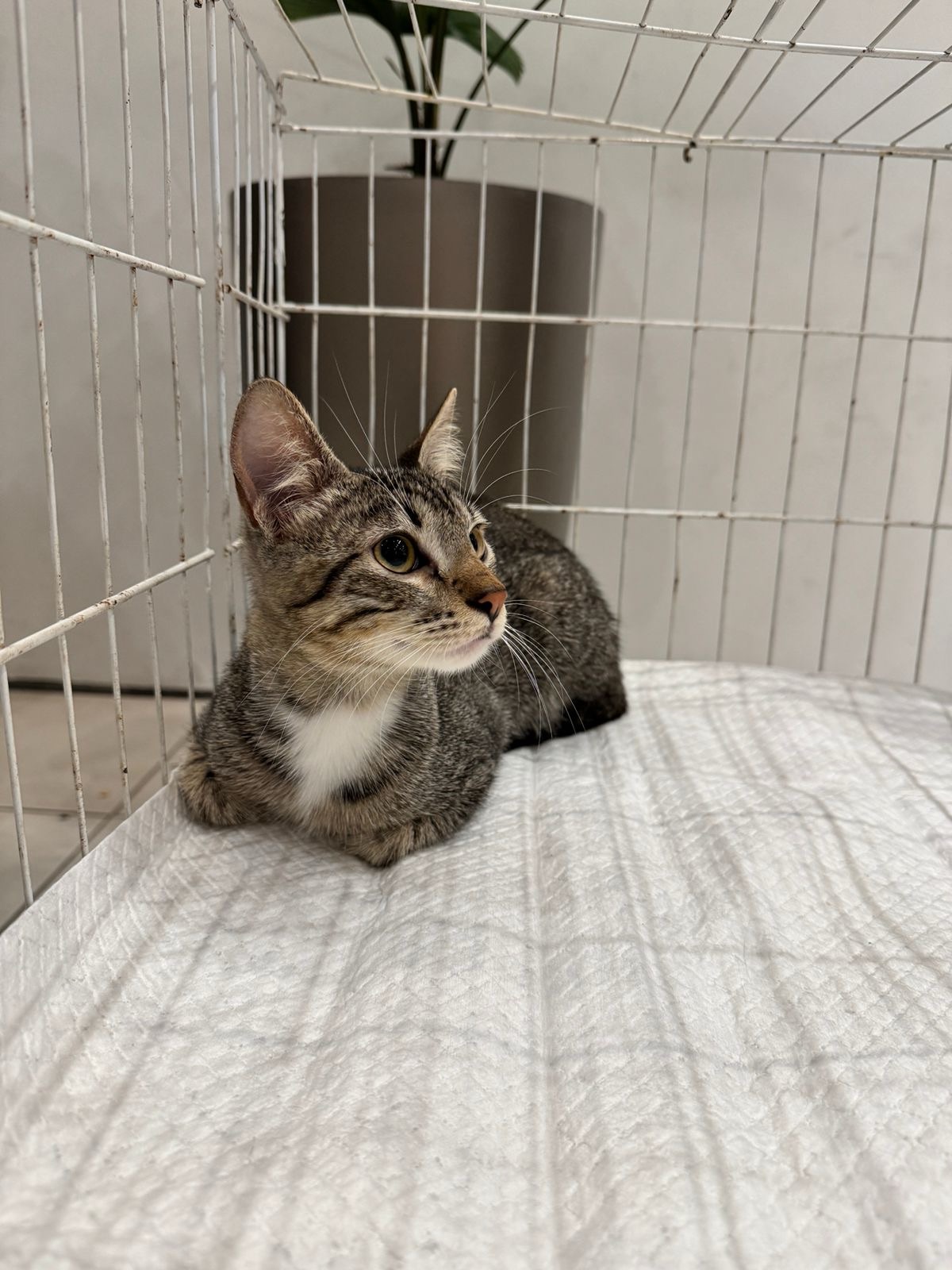 North Shopping Jóquei realiza Pet Day com feira de adoção e ações de conscientização sobre bem-estar animal